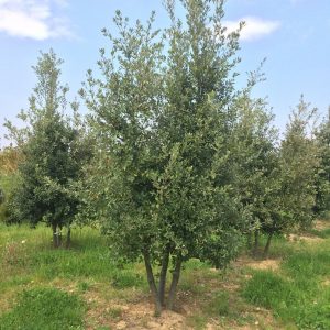 QUERCUS ilex