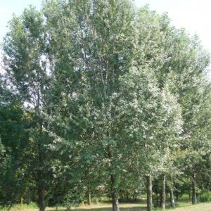 Populus Alba 'Nivea'