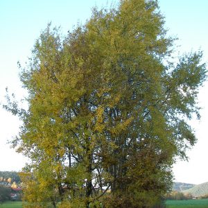Populus tremula