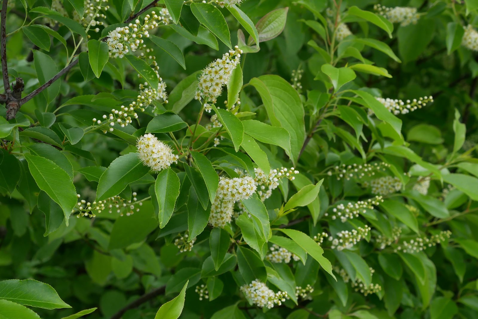 Prunus serotina