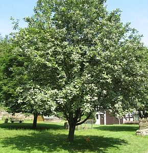 Sorbus aria