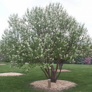 Prunus Maackii 'Amber Beauty'