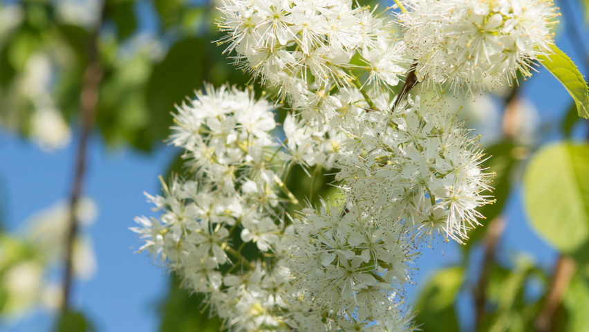 Prunus Maackii 'Amber Beauty'