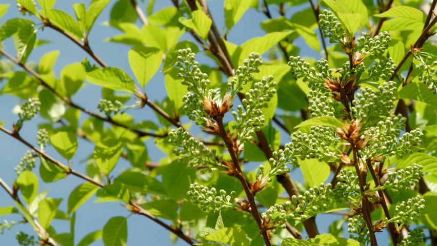 Prunus Maackii 'Amber Beauty'