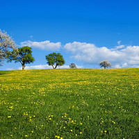 Plaine de champs ouvertes